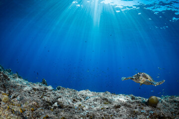 Female Hawksbill turtle swimming around coral reef with sun rays bursting through the shallow water