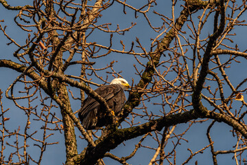 one bald eagle resting behind dense branches of a tree under the blue sky with morning sun light hitting on ite feather