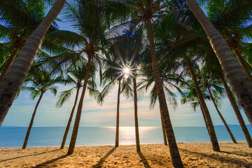 Tropical palm tree with sunlight on the beautiful beach.