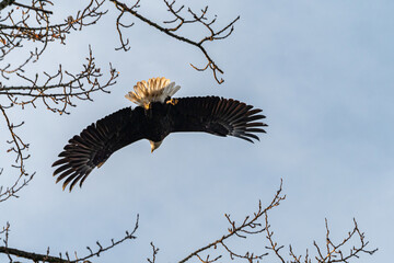 one bald eagle took flight out of the tip of the branch on top of a leafless tree under the cloudy sky in the park 