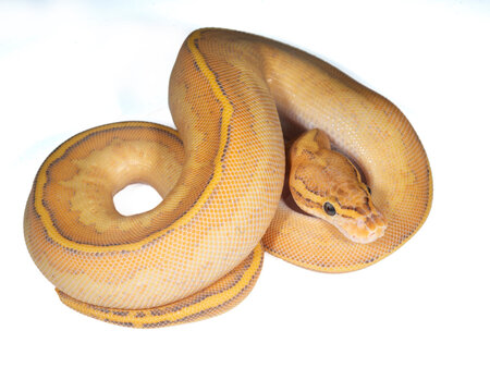 Orange Dream Highway Ball Python