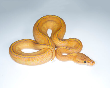 Orange Dream Highway Ball Python