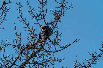 one bald eagle resting on the top of the leafless tree behind dense branches cleaning its feather under clear blue sky on a sunny morning. 