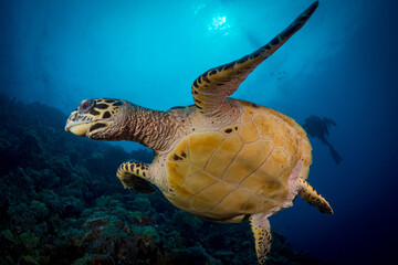 Obraz premium Hawksbill sea turtle swims above coral reef in tropical waters
