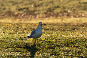one seagull walking on the grass field in the park under the light of morning sun
