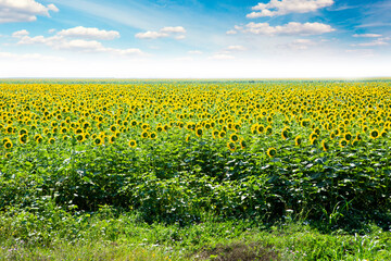 Sunflower field in the country