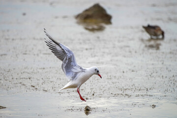 A seagull is foraging on the beach
