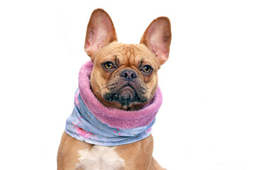 French Bulldog dog wearing warm loop scarf around neck to keep warm in cold temperatures isolated on white background