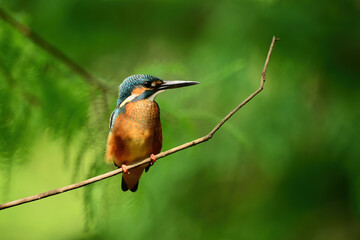 A kingfisher stays on a branch
