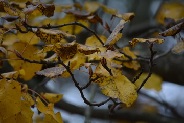 autumn leaves on a tree