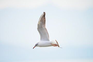 Fototapeta na wymiar A seagull is flying by the sea 