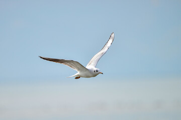A seagull is flying by the sea