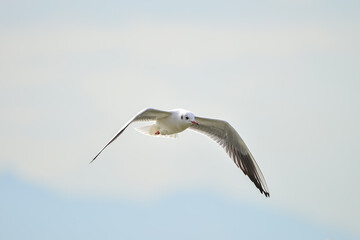 A seagull is flying by the sea
