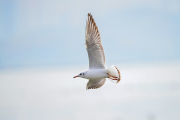 A seagull is flying by the sea
