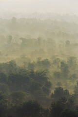 Trees in layers during morning mist