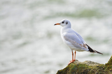 A white seagull stands on a stone by the sea
