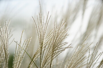 淡い色調のススキの穂
