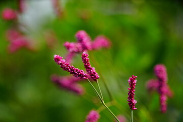 イヌタデと緑色のぼやけた背景