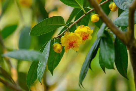 A bunch of yellow camellia flowers on the tree
