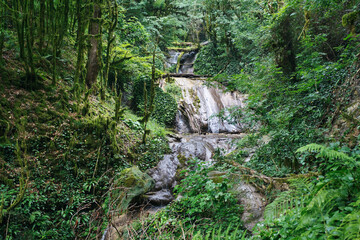 Beautiful southern forest overgrown with moss with waterfall.