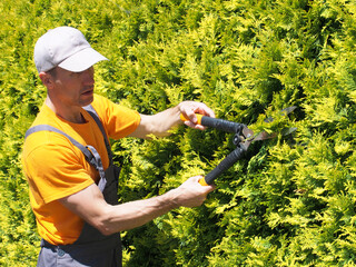 Man Gardener trimming hedge with garden shears