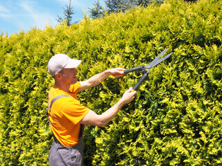 Man Gardener trimming hedge with garden shears