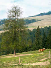 Grazing Horse. Pieniny mountains, Poland.