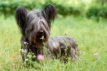 Sky Terrier dog walks in the Park in the summer.