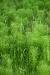 Tettegouche State Park on the north shore of Lake Superior in Minnesota. 