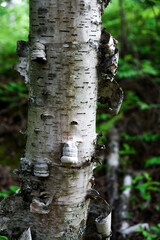 Tettegouche State Park on the north shore of Lake Superior in Minnesota. 