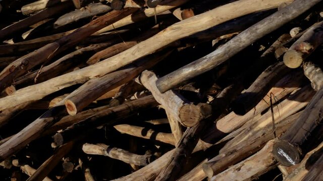 Decorticated Eucalyptus tree trunks, branches. Abstract nature background deforestation footage.