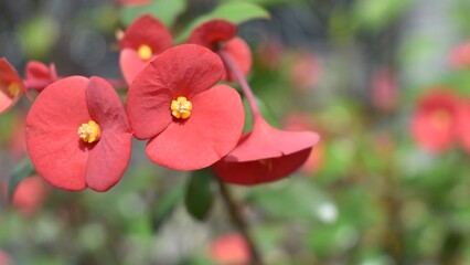 Close up of small red and yellow flowers in a garden