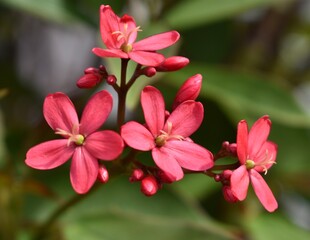 Close up of beautiful pink flowers in bloom in a garden