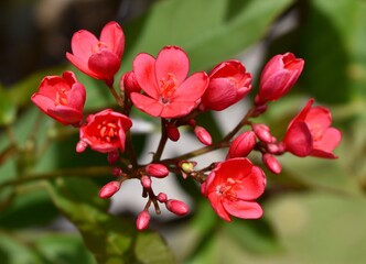 Vibrant pink flowers in bloom in a tropical tree