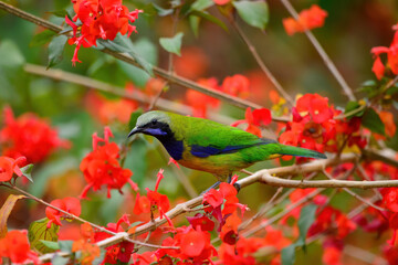 The bird resting on the branch is the male Orange-bellied Leafbird
