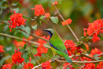 The bird resting on the branch is the female Orange-bellied Leafbird