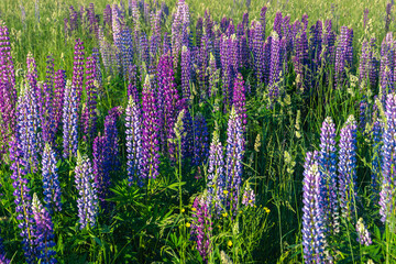 A bright flower field with beautiful lupine flowers. Natural flower background