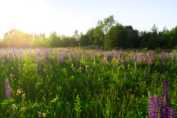 A bright flower field with beautiful lupine flowers at sunset. Natural flower background