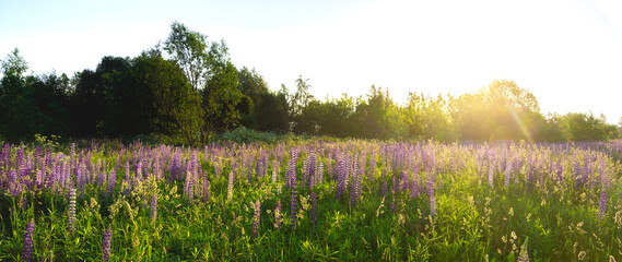 A bright flower field with beautiful lupine flowers at sunset. Natural flower background