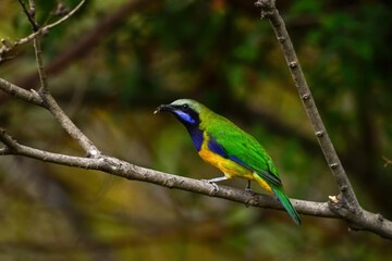 The bird resting on the branch is the male Orange-bellied Leafbird
