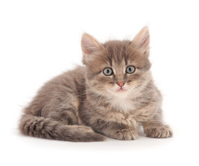 Little gray kitten lies.