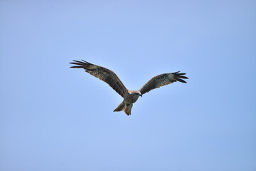 Fototapeta na wymiar Black kite (Milvus migrans) flying in blue Sky 