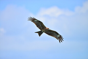 Black kite (Milvus migrans) flying in blue Sky
