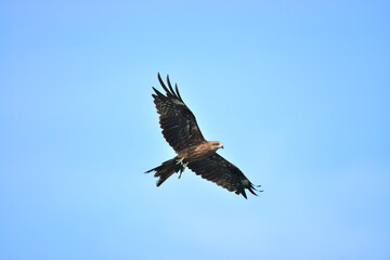 Black kite (Milvus migrans) flying in blue Sky
