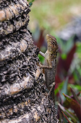 A lizard (Chameleon) hides on the stem of a tree and is similar in color to surrounding objects
