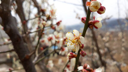 Apricot flower on nature background