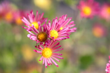 Obraz premium キク