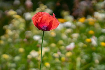 Beautiful scarlet poppy with blurred flowers in background.