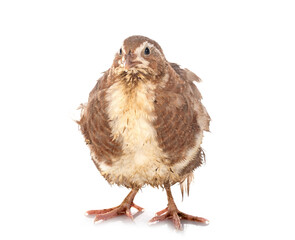 japanese quail in studio