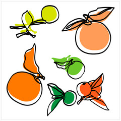 Vector illustration of a peach. Image on a white background.